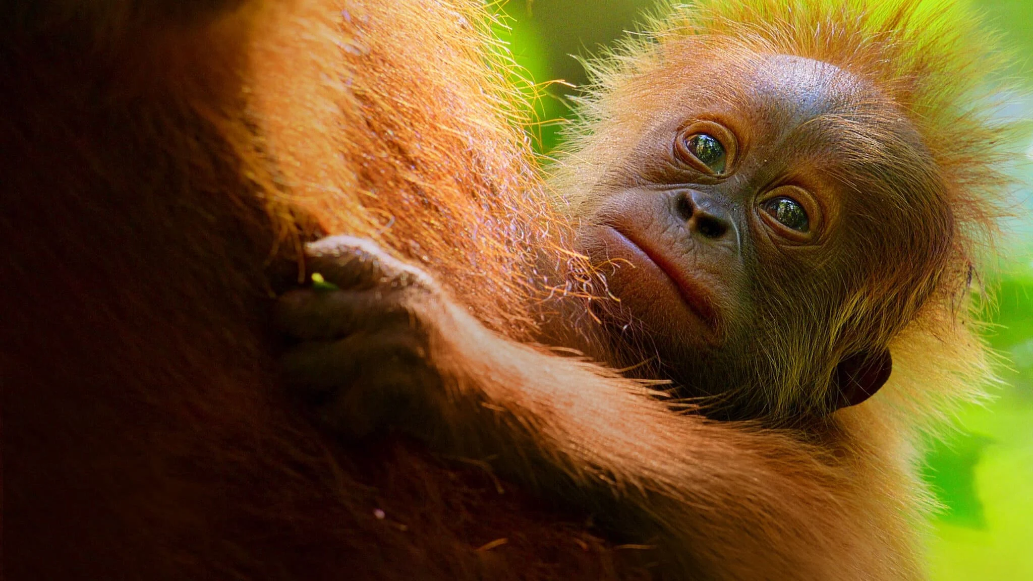 Cuộc sống bí mật của đười ươi - Secret Lives of Orangutans  (2024)