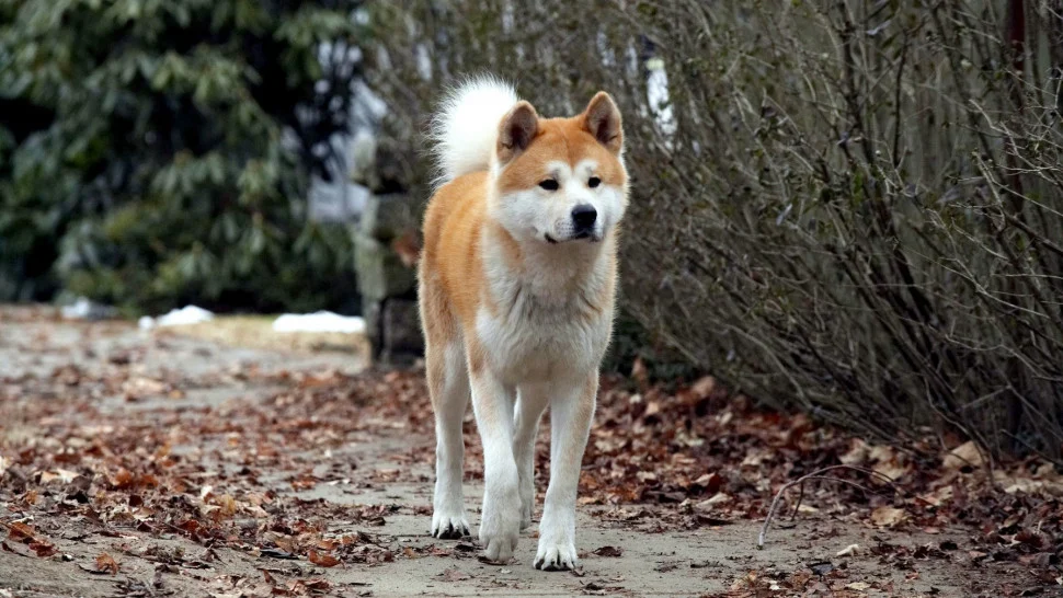 Hachi: A Dog’s Tale - Hachi: A Dog's Tale  (2009)